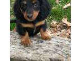 Dachshund Puppy for sale in Industry, IL, USA