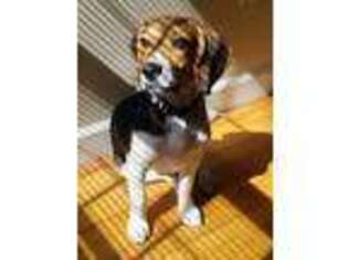Beagle Puppy for sale in Longmeadow, MA, USA