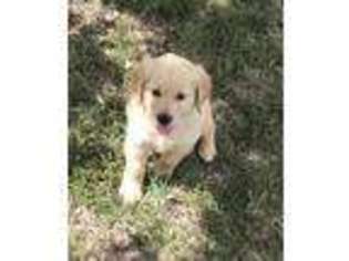 Golden Retriever Puppy for sale in Thayer, MO, USA