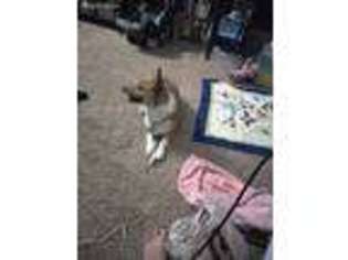 Pembroke Welsh Corgi Puppy for sale in Bellevue, NE, USA