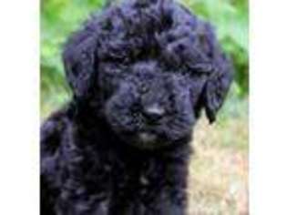 Labradoodle Puppy for sale in ROY, WA, USA