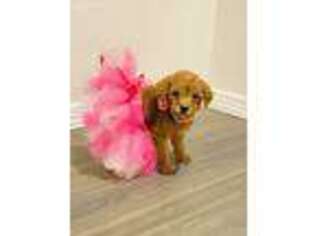 Goldendoodle Puppy for sale in Edinburg, TX, USA