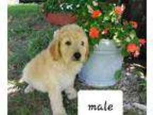 Goldendoodle Puppy for sale in Columbia, KY, USA