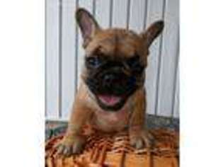 French Bulldog Puppy for sale in Huntsville, OH, USA