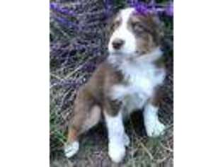 Australian Shepherd Puppy for sale in Watsonville, CA, USA