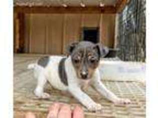 Rat Terrier Puppy for sale in Yale, OK, USA