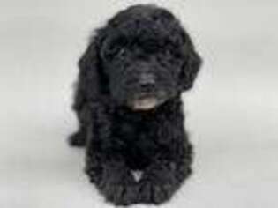 Cavapoo Puppy for sale in Burton, OH, USA