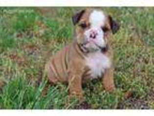 Bulldog Puppy for sale in Bracey, VA, USA
