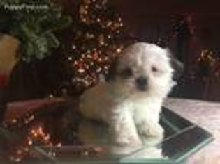 Mutt Puppy for sale in East Islip, NY, USA