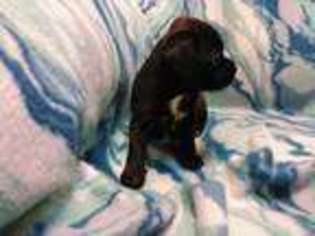 Mutt Puppy for sale in Jonesborough, TN, USA
