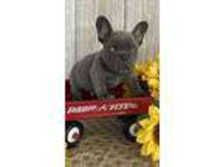 French Bulldog Puppy for sale in Topeka, IN, USA
