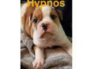 Bulldog Puppy for sale in Copperopolis, CA, USA