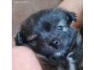 Mal-Shi Puppy for sale in Battle Creek, MI, USA