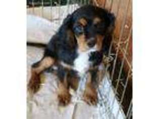 Cavalier King Charles Spaniel Puppy for sale in Heflin, AL, USA
