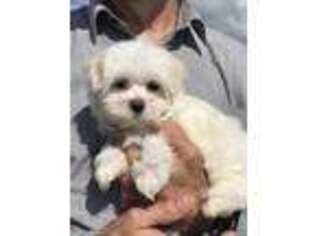 Maltese Puppy for sale in Medway, OH, USA