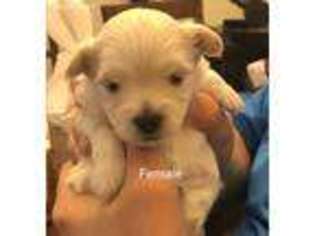 Maltese Puppy for sale in Tuscaloosa, AL, USA
