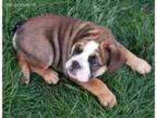 Bulldog Puppy for sale in Independence, MO, USA