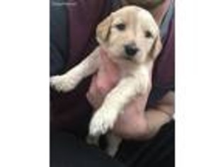 Goldendoodle Puppy for sale in Westminster, CA, USA