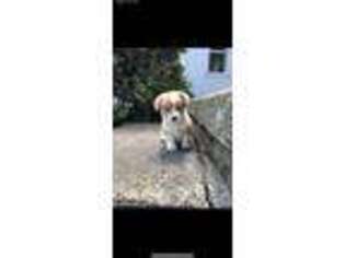 Pembroke Welsh Corgi Puppy for sale in Niles, MI, USA