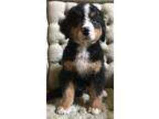 Bernese Mountain Dog Puppy for sale in Tampa, FL, USA
