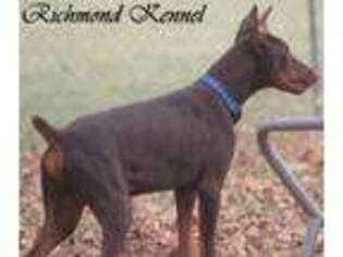 Doberman Pinscher Puppy for sale in London, OH, USA