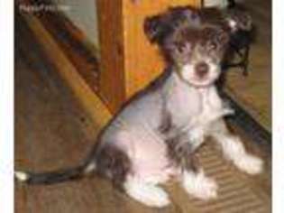 Chinese Crested Puppy for sale in Armstrong, IA, USA