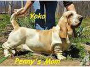 Basset Hound Puppy for sale in ALVISO, CA, USA