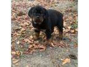 Rottweiler Puppy for sale in Union Point, GA, USA