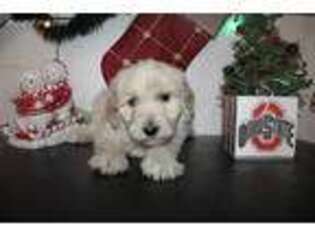 Goldendoodle Puppy for sale in New Bremen, OH, USA