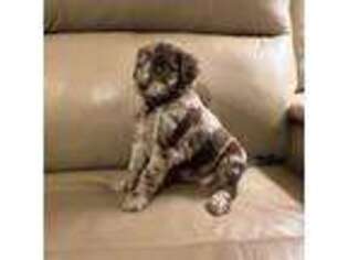 Australian Shepherd Puppy for sale in Frederick, MD, USA