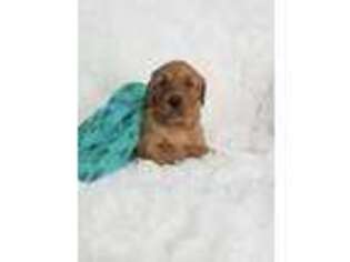 Golden Retriever Puppy for sale in Thorp, WI, USA