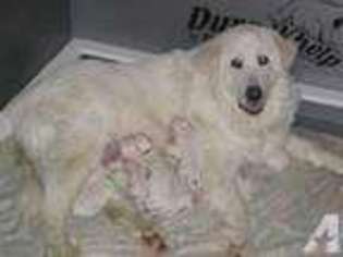 Great Pyrenees Puppy for sale in LAKE CITY, MI, USA