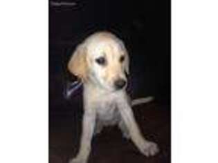 Labrador Retriever Puppy for sale in Woodbridge, CT, USA