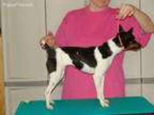 Rat Terrier Puppy for sale in Hopkinsville, KY, USA