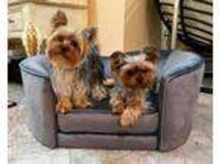 Yorkshire Terrier Puppy for sale in Clifton, VA, USA
