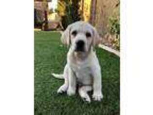 Labrador Retriever Puppy for sale in Avondale, AZ, USA