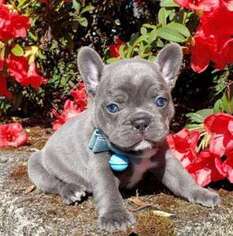 French Bulldog Puppy for sale in Lincolnwood, IL, USA