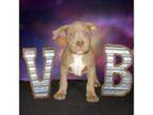 Buggs Puppy for sale in Tacoma, WA, USA