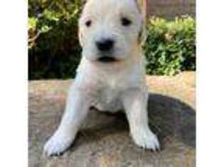 Mutt Puppy for sale in Saltillo, MS, USA