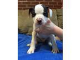 American Bulldog Puppy for sale in Blakeslee, PA, USA