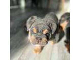 Bulldog Puppy for sale in Center City, MN, USA