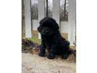 Newfoundland Puppy for sale in Paradise, PA, USA