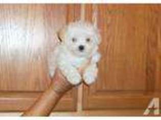 Mutt Puppy for sale in AUSTIN, MN, USA