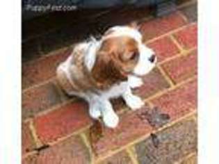 Cavalier King Charles Spaniel Puppy for sale in Moseley, VA, USA
