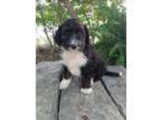 Mutt Puppy for sale in West Milton, OH, USA
