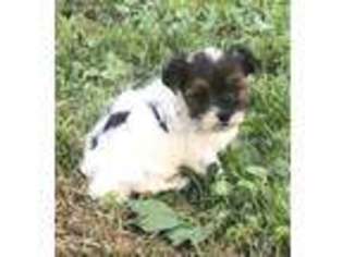 Biewer Terrier Puppy for sale in Petersburg, OH, USA