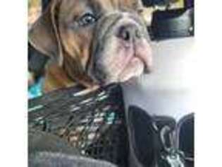 Olde English Bulldogge Puppy for sale in Narragansett, RI, USA