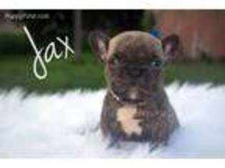 French Bulldog Puppy for sale in Burbank, SD, USA