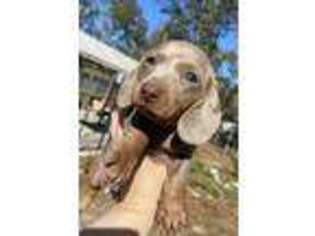 Dachshund Puppy for sale in Hawthorne, FL, USA