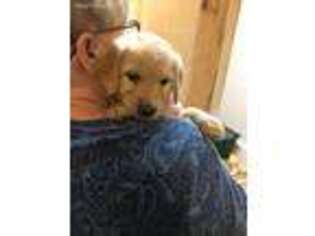 Golden Retriever Puppy for sale in Saranac, MI, USA